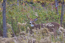 White Tailed Deer In Autumn