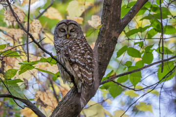 Wall Mural - Barred Owl (Strix varia) in autumn décor