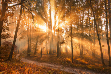 The rays of the sun in the autumn misty forest.