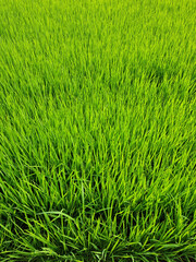 Canvas Print - it is summer Green rice field.