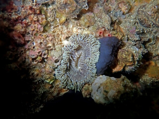 Poster - Rare image of Mediterranean Rock flower anemone - Phymanthus crucifer