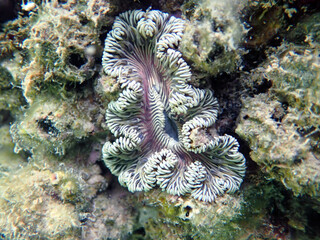 Poster - Rare image of Mediterranean Rock flower anemone - Phymanthus crucifer