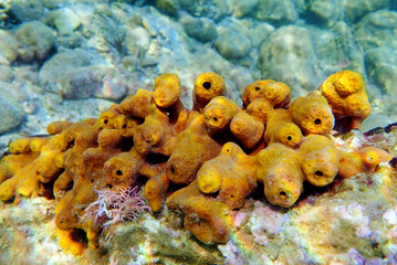 Wall Mural - Mediterranean Yellow tube sea sponge - Aplysina aerophoba