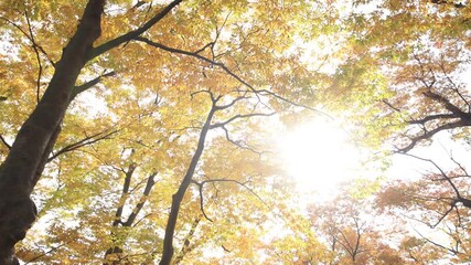 Wall Mural - Yellow leaves in autumn at Japanese park