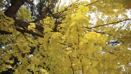 Wall Mural - Yellow leaves in autumn at Japanese park