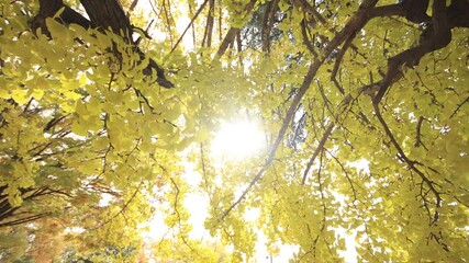 Wall Mural - Yellow leaves in autumn at Japanese park