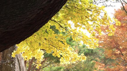 Wall Mural - Ginkgo at autumn in Japan