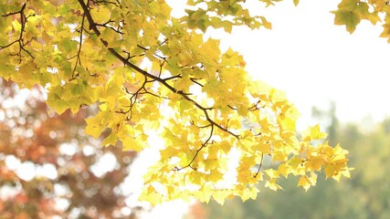 Wall Mural - Ginkgo at autumn in Japan