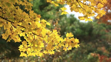 Wall Mural - Ginkgo at autumn in Japan
