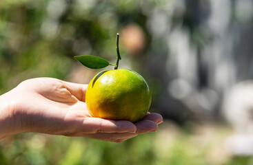 Canvas Print - hand holding orange