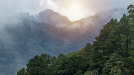 aerial view forest tree on mountain hill, rainforest ecosystem and healthy environment concept and b