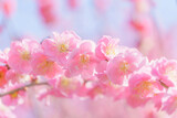 Fototapeta Kwiaty - ピンク色のしだれ梅