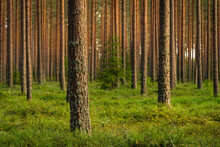 Inside A Beautiful Pine Forest In The Swedish Countryside
