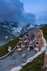 Poster - Sheeps on High Alpine Road in Grossglockner Austria at Dramatic Weather