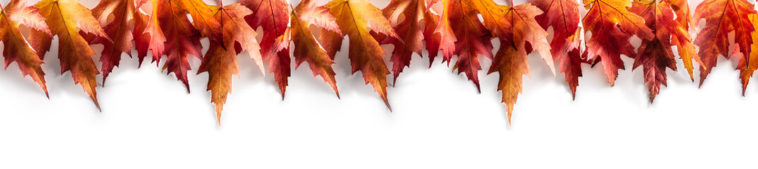 maple leaves on a white background as a panoramic banner