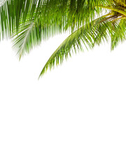 green palm tree leaves white background isolated closeup, coconut palm leaf, palms branches, palm fr