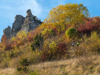 Wall Mural - forest fall autumn