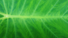 Natural Green Leaf Texture For Backgrounds Or Other Design Illustrations.