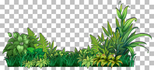 Wall Mural - grass and plants on transparent background for decor