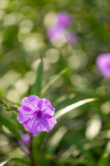 Wall Mural - flower and fresh in the garden.Flower and copy space. selective focus.