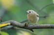 goldcrest sitting on the branch (Regulus regulus) European smallest songbird in the nature habitat. The goldcrest is a very small passerine bird in the kinglet family