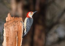 Beautiful Shot Of A Male Red-Bellied Woodpecker, Clarksville, Tennessee