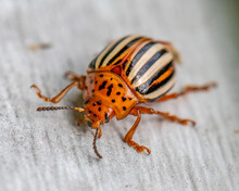 Close-up Shot Of A False Potato Beetle On A Gray Surface