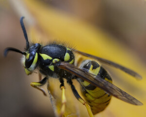 Wall Mural - Horizontal macro  photograph  of a wasp in a nest