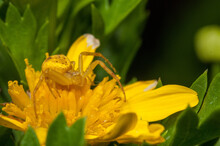Close-up Shot Of A Thomisidae Or Crab Spider On A Beautiful Yellow Flower In The Garden