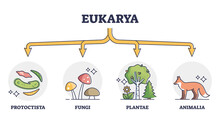 Eukaryotes And Eukarya As Enclosed Nucleus Organisms Division Outline Diagram. Labeled Educational Scheme With Protoctista, Fungi, Plantae And Animalia Biological Classification Vector Illustration.