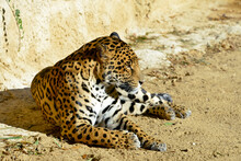 Closeup Profile Portrait Of Jaguar (Panthera Onca) Lying On Ground