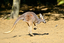 Closeup Kangaroo (Macropus) Walking On The Sand