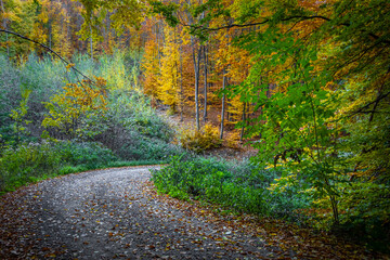 Wall Mural - Road through beautiful colorful autumn forest