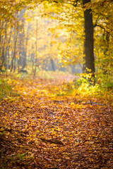 Wall Mural - Path through beautiful colorful autumn beech forest