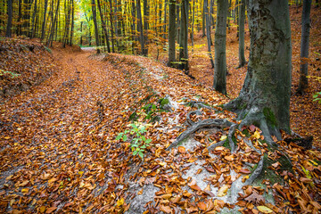 Wall Mural - Path through beautiful colorful autumn beech forest