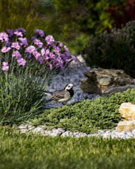 Sticker - vertical  photo of Gray Wagtail in garden