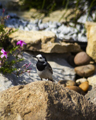 Sticker - vertical  photo of Gray Wagtail in garden