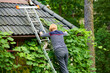 Woman on ladder pruning grapevine green foliage for decoration, stepladder for home gardening