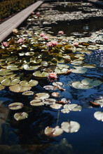 Water Lily In The Pond, Lilys In The Pond, Atmospheric, Nature, Outdoors, Blue, Green, Flowers, Water Flowers, Landscape, Summer, Dreamy, Dreamy View, Lily, Lilies, Lilys, Water Lily, Water Nature 