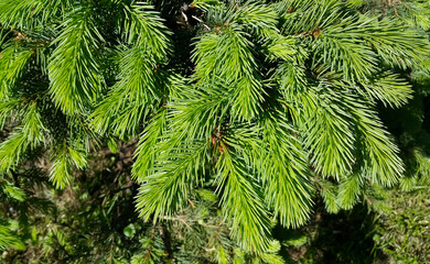Wall Mural - beautiful fresh branch of evergreen coniferous tree