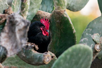 Poster - A black rooster or cockerel, free range in a field, perched on an Opuntia prickly pear pad.