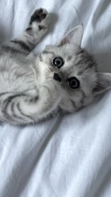 Portrait Cute Little Striped Scottish Fold Kitten Cat Wake Up, Yawn And Stretch. Kitty Looking At Camera On White Bed Vertical Video Footage.