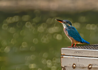 Wall Mural - Common Kingfisher looking up to sky to save itself from eagles