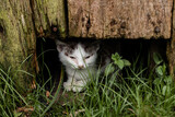Fototapeta Kuchnia - Mały zaniedbany kotek szukający jedzenia  