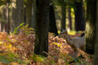 A female fallow deer walking through a forest at a cloudy day in autumn in Hesse, Germany.