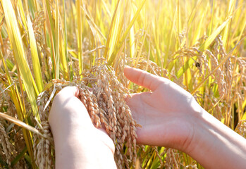 A woman is touching rice in a golden rice field