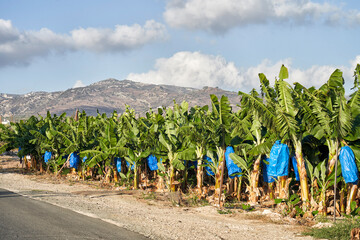 Banana Tree Panorama