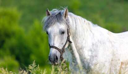 Poster - Horse portrait in summer pasture.