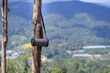 FM Stereo Radio Boom box hangs on a tree on the background of blurred Thailand forest.