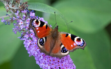 Wall Mural - Schmetterling Tagpfauenauge